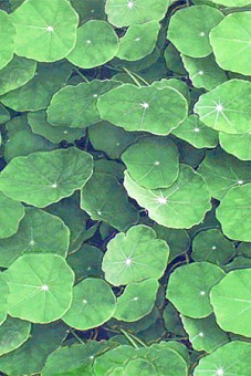 Lotus Verde 30x45