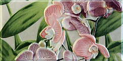 Orquideas Cenefa-2 Rosa 10x20