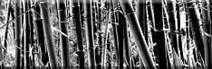 Aure Decor Bambu 15x45