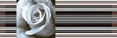 Aure Decor Rose 01 15x45