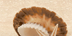 Аликанте жемчужина на песке верх 25х50