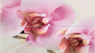 Dilan Orquidea (компл. из 2-х шт) 25х75