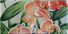 Orquideas Cenefa-2 Naranja 10x20