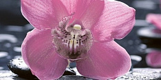 Болеро Орхидея черный (цветы) 25х50