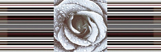 Aure Decor Rose 02 15x45